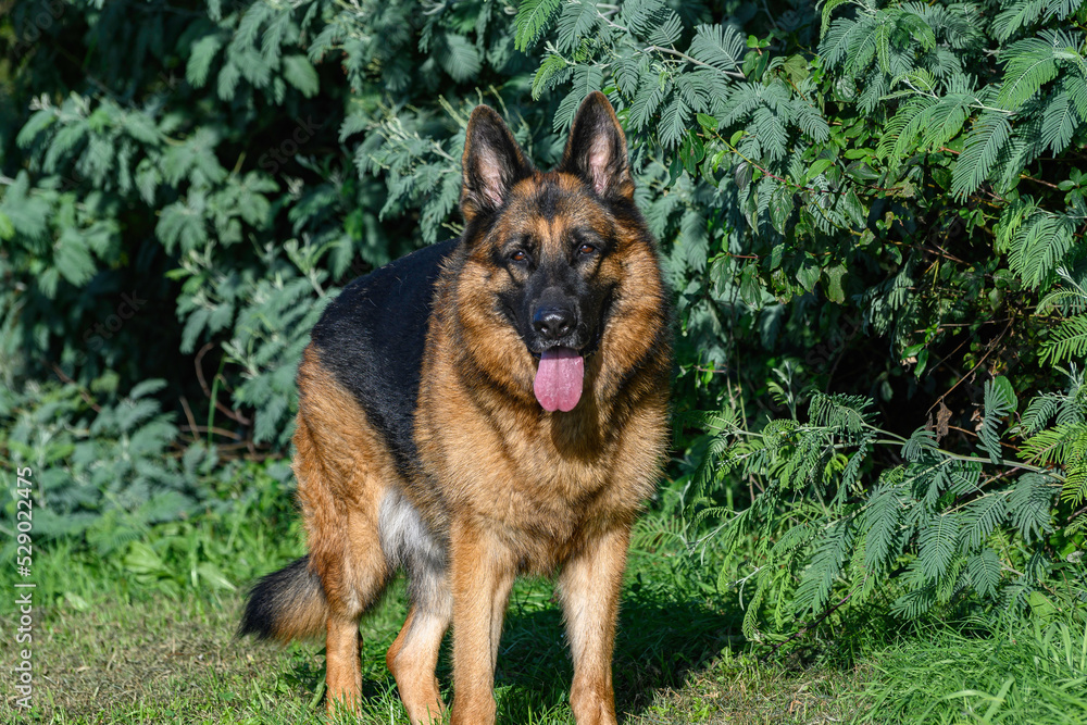 close-up of a german shepherd dog in the middle of the field, in front of a vegetable fence, a hedge, looking directly in front of the photographer, the spectator of the image, with erect ears, half-o
