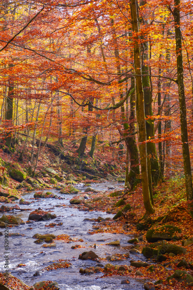 Obraz premium water stream in the beech woods. wonderful nature landscape in fall season. scenery with trees in autumn colors on a sunny day