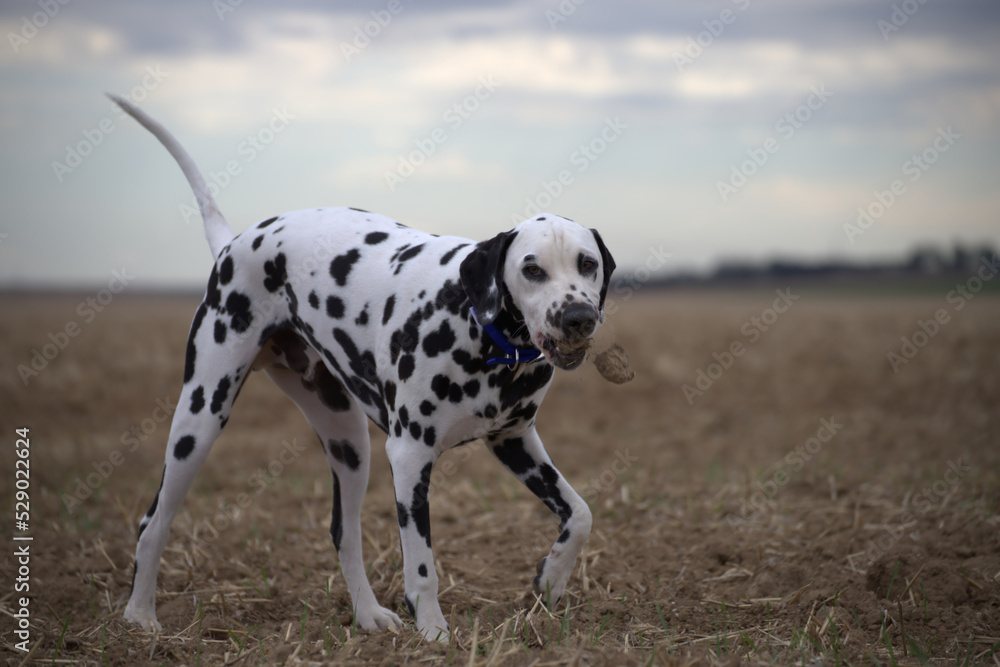 le dalmatien dans les champs du nord de la france le dalmatien dans les champs du nord de la france