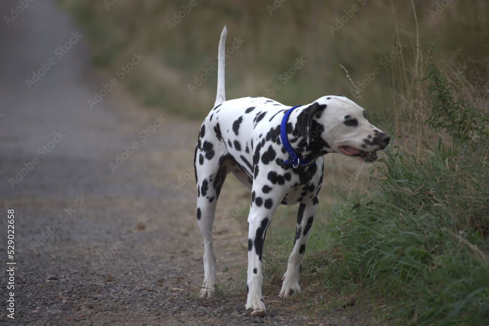 le dalmatien dans les champs du nord de la france