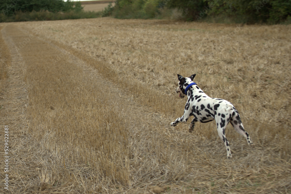 le dalmatien dans les champs du nord de la france le dalmatien dans les champs du nord de la france