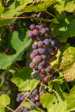 Organic purple grapes ripen on a vine in a vineyard. Harvest time.