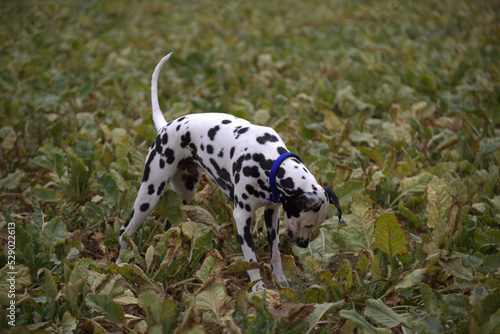 le dalmatien dans les champs du nord de la france