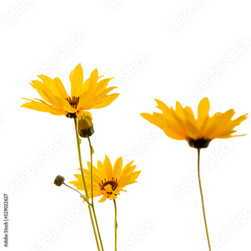 Yellow flowers isolated, png format. Design element © Katerina Schneider