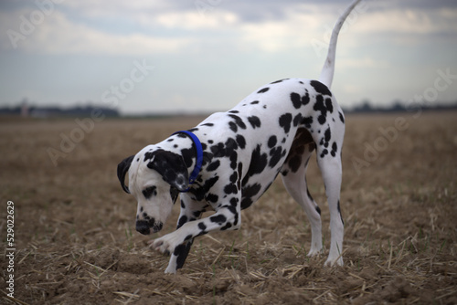 Wallpaper Mural le dalmatien dans les champs du nord de la france Torontodigital.ca
