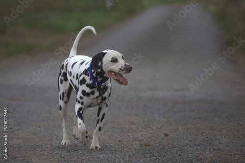 le dalmatien dans les champs du nord de la france