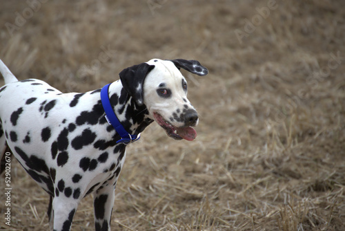 le dalmatien dans les champs du nord de la france