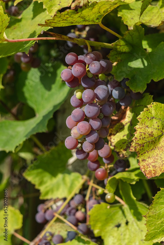 Wallpaper Mural Organic purple grapes ripen on a vine in a vineyard. Harvest time. Torontodigital.ca