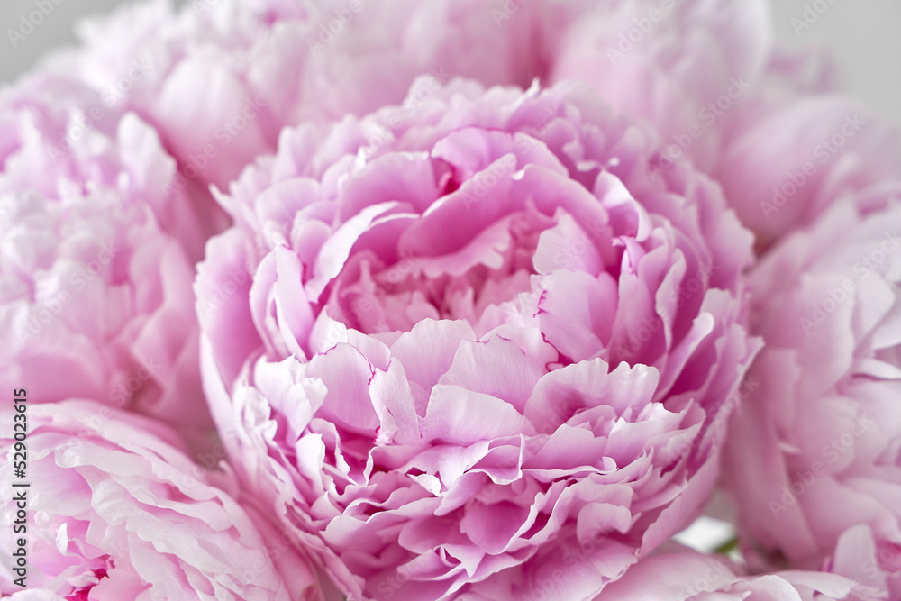 Obraz premium BEAUTIFUL PINK PEONIES CLOSE-UP ON A LIGHT BACKGROUND