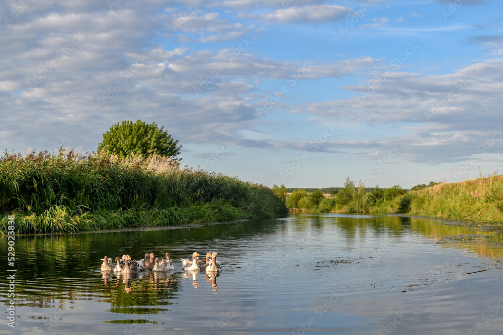 Flock of domestic geese swimimg over the river at sunset time.