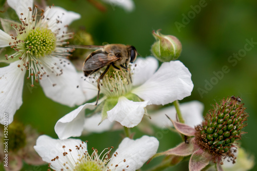 Une abeille sur une fleure de mûrier © guillaume