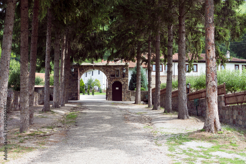 Row of pine trees at the entrance of Temska monastery, St. George, Pirot area, Serbia. Adobe RGB color profile