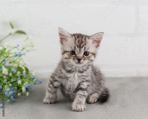 A small striped gray-white kitten sits on the floor and looks at the camera