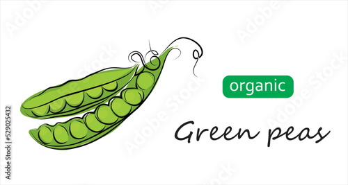 Green peas pod vector illustration. Art drawing organic green peas.
