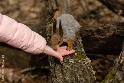 Child feeds gray fluffy squirrel nuts from his hands in spring forest.