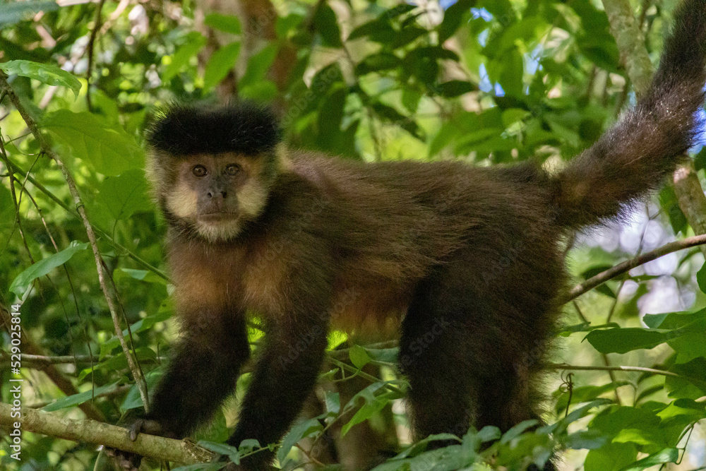 Naklejka premium Monkey