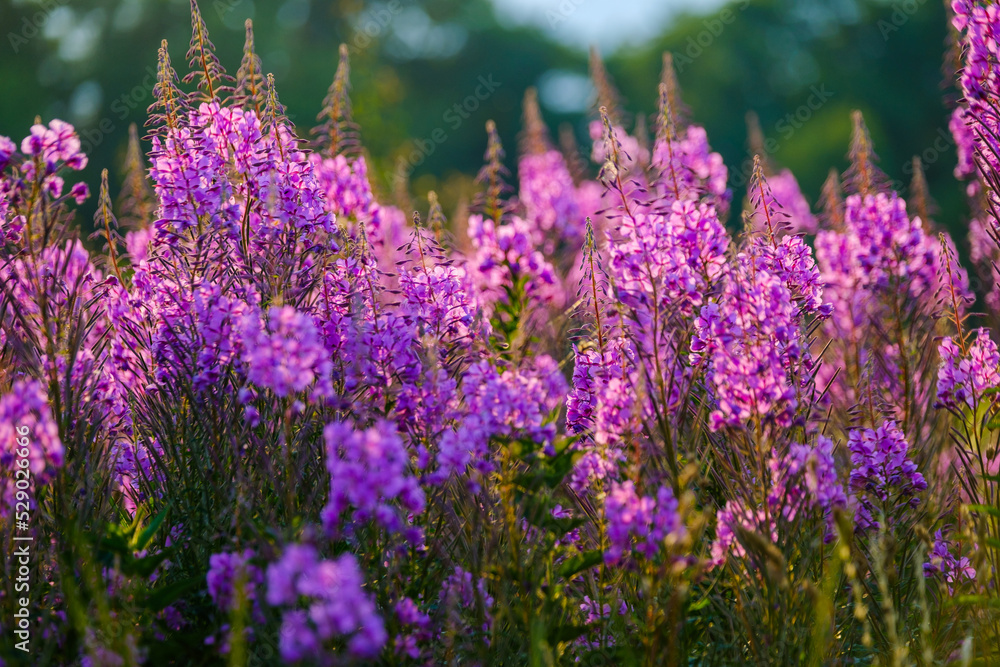 Fototapeta premium Purple flowers in field at sunrise
