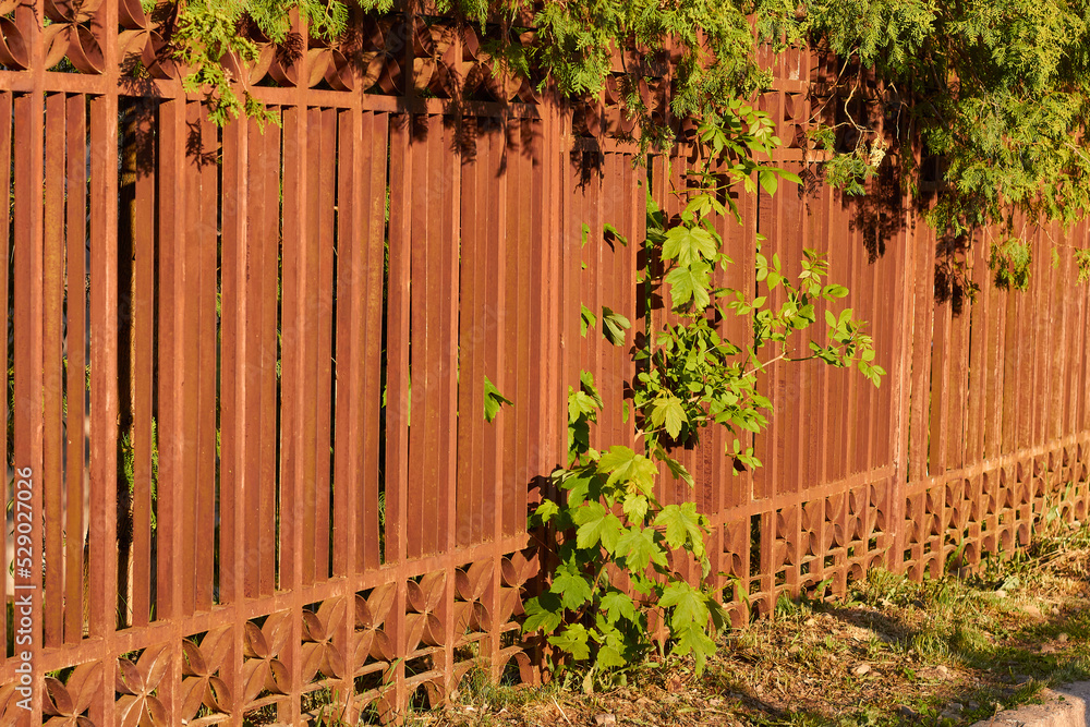 Brown metal fence and green plants.
