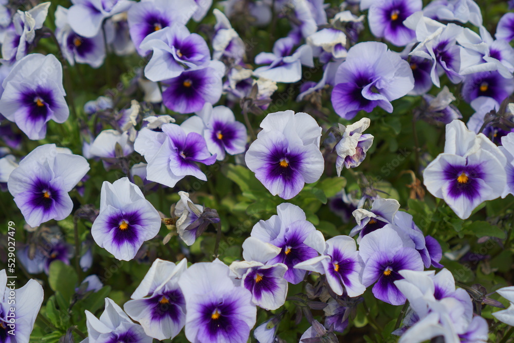 Pansy blooming beautifully on a warm spring day Pansy blooming beautifully on a warm spring day