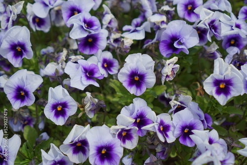 Pansy blooming beautifully on a warm spring day