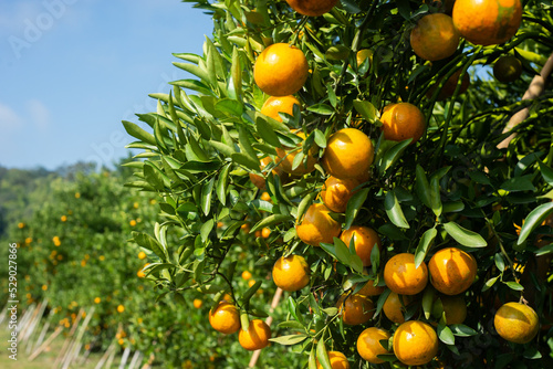 Fresh oranges in the orange farm that are about to harvest to be sold in the agricultural product market.