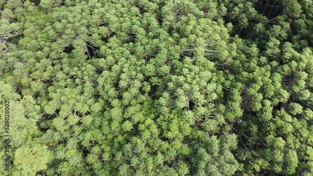 Aerial view of dense grove of green trees.