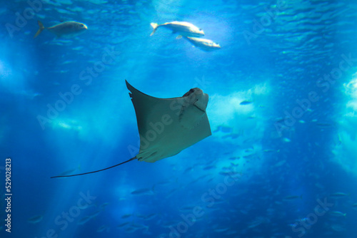 Underwater view from a bull ray