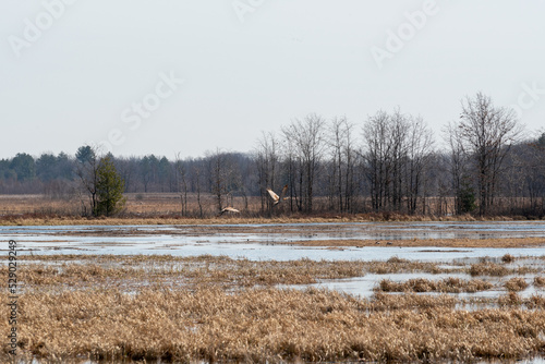 Sandhill Cranes Gather And Fly At The Navarino Wildlife Area in Wisconsin during Spring Migration