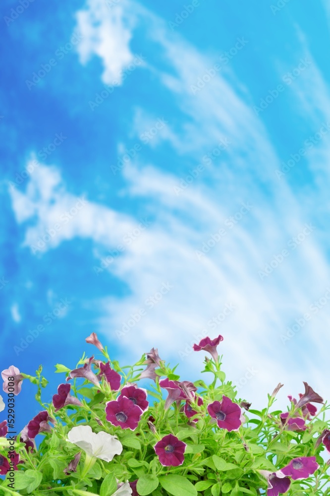 natural flowers garden on nature background over blue sky natural flowers garden on nature background over blue sky