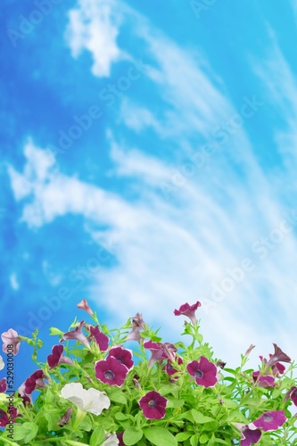 natural flowers garden on nature background over blue sky