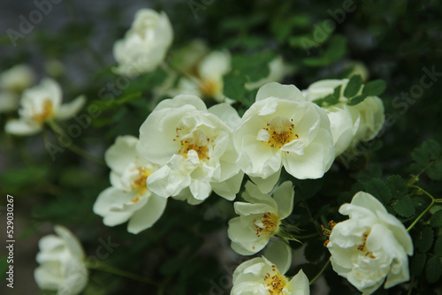 Blurred flowers background. Blooming white dogrose in the garden