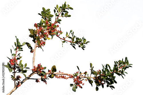 Leaves and fruits of mastic tree (Pistacia lentiscus) in the autumn photo