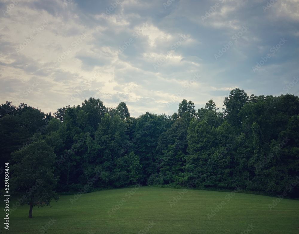 Backyard forest