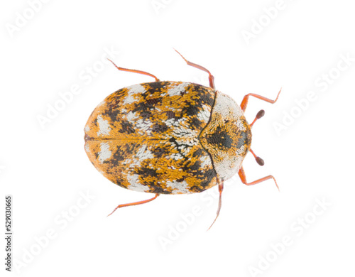 Anthrenus picturatus is a species of beetle in the family Dermestidae known as furniture carpet beetle. Dorsal view of isolated carpet beetle on white background.