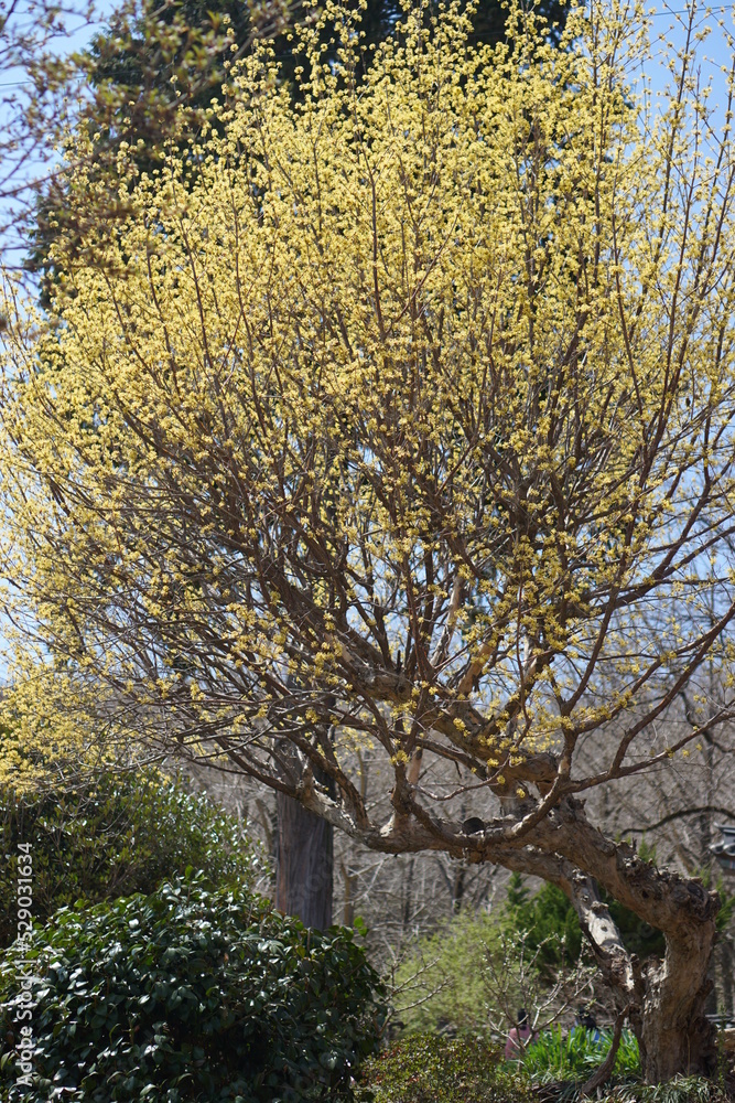 Forsythia in full bloom on a spring day Forsythia in full bloom on a spring day
