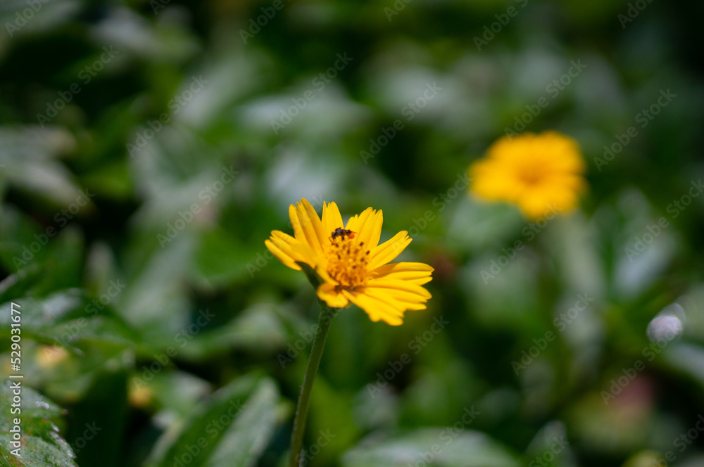 Sphagneticola trilobata. Yellow flowers in full bloom. Sphagneticola trilobata. Yellow flowers in full bloom.