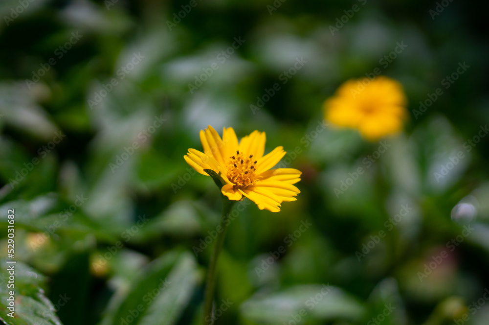 Sphagneticola trilobata. Yellow flowers in full bloom. Sphagneticola trilobata. Yellow flowers in full bloom.