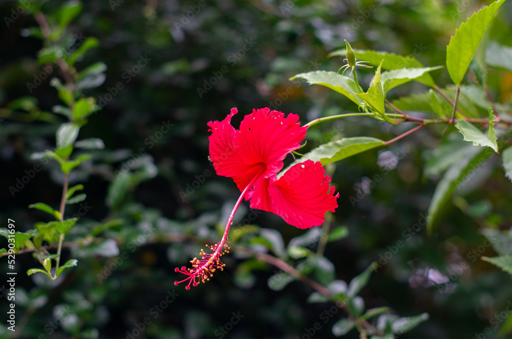 Red hibiscus flowers. There are protruding stamens. Red hibiscus flowers. There are protruding stamens.