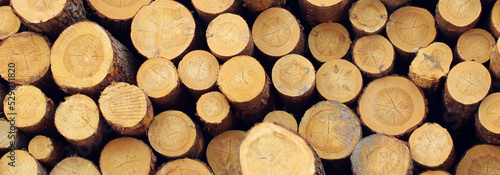 The concept of logging  woodworking  timber harvesting industry.