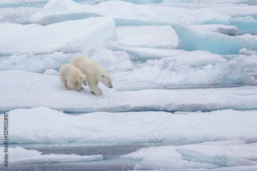 Polar bear mother and cub walking