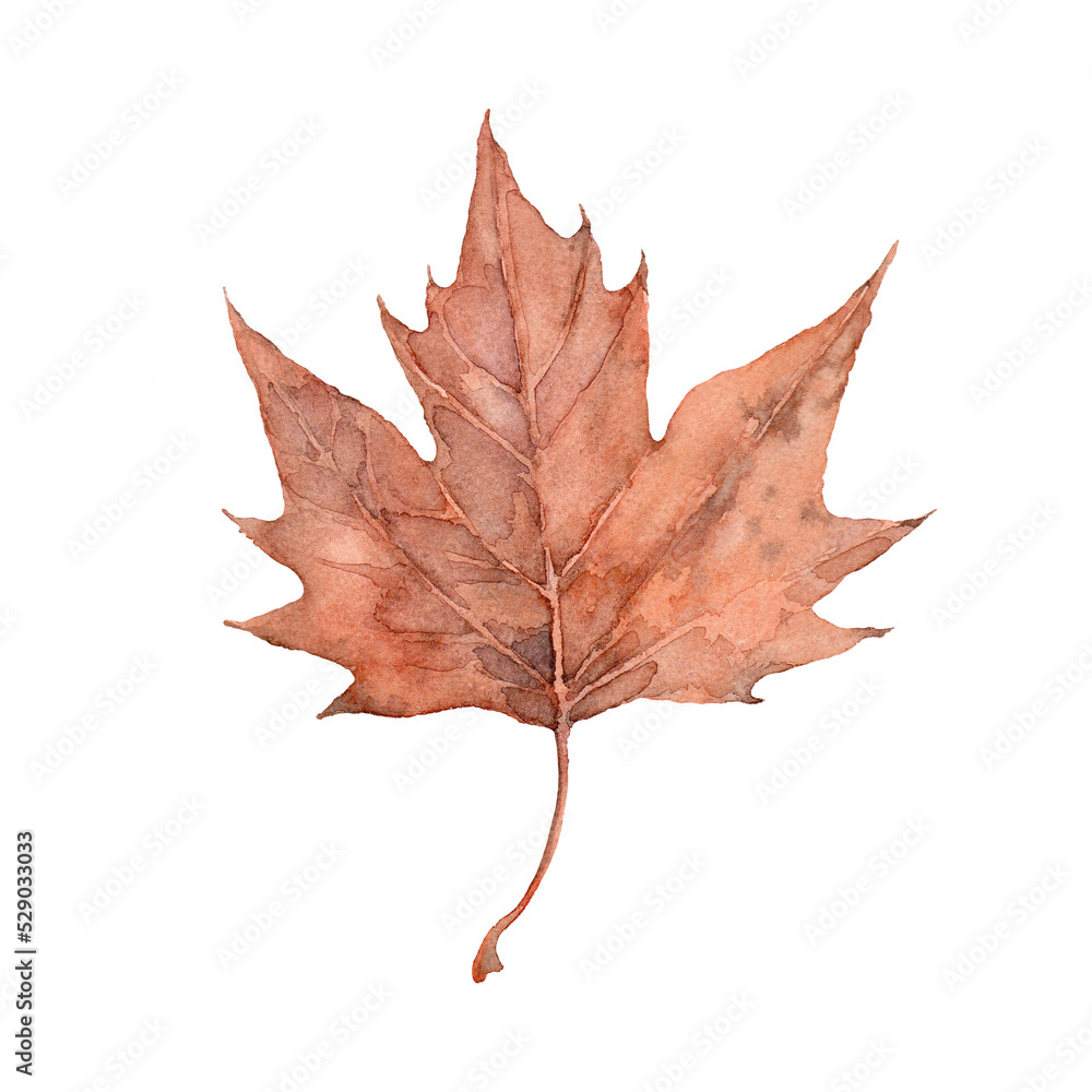 Fototapeta premium Watercolor autumn brown maple leaf. Isolated hand drawn illustration on white background.
