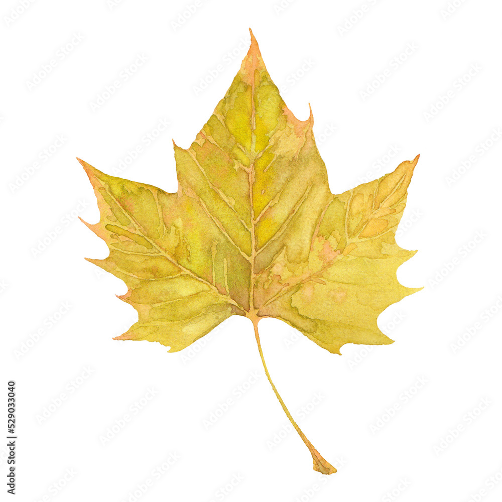 Watercolor autumn big yellow maple leaf. Isolated hand drawn illustration on white background. Watercolor autumn big yellow maple leaf. Isolated hand drawn illustration on white background.