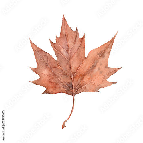 Watercolor autumn brown maple leaf. Isolated hand drawn illustration on white background.