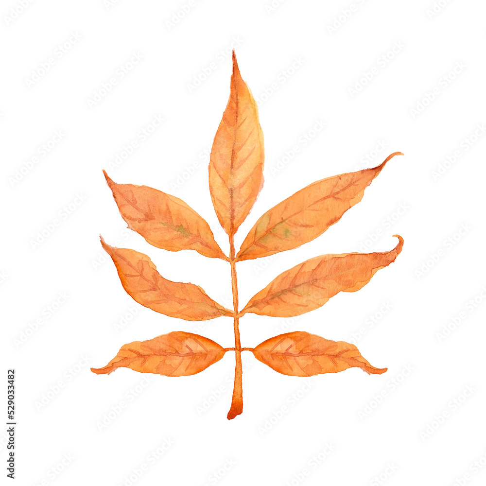 Naklejka premium Watercolor autumn orange ash leaf. Isolated hand drawn illustration on white background.