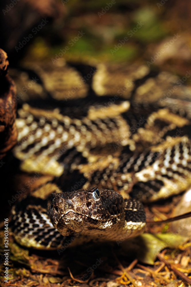 Timber rattlesnake // Wald-Klapperschlange (Crotalus horridus horridus) Timber rattlesnake // Wald-Klapperschlange (Crotalus horridus horridus)