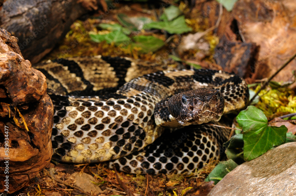 Timber rattlesnake // Wald-Klapperschlange (Crotalus horridus horridus) Timber rattlesnake // Wald-Klapperschlange (Crotalus horridus horridus)