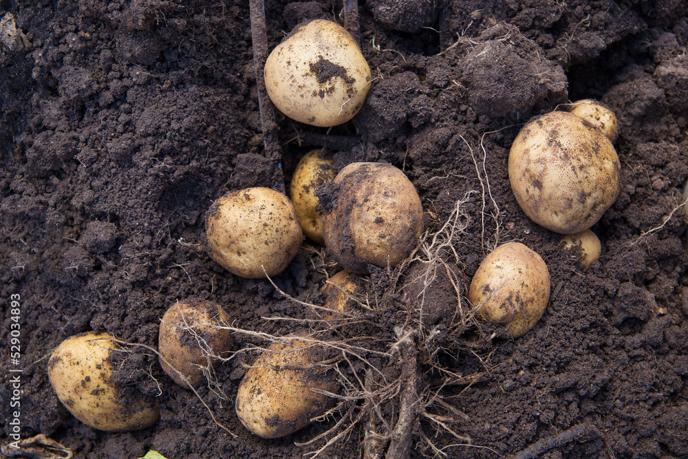 Fresh potatoes. dug out of the ground. Fresh potatoes. dug out of the ground.
