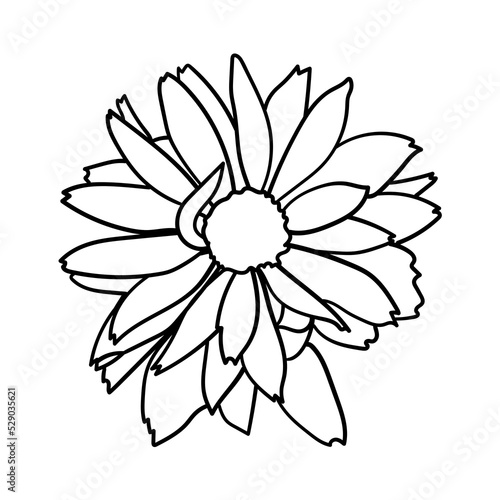 Rudbeckia daisy flower. Vector illustration.