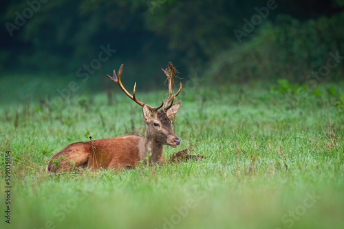 Red deer  cervus elaphus  lying on green grassland in autumn nature. Wild stag resting on field in fall fresh environment. Brown mammal inactiv on meadow.