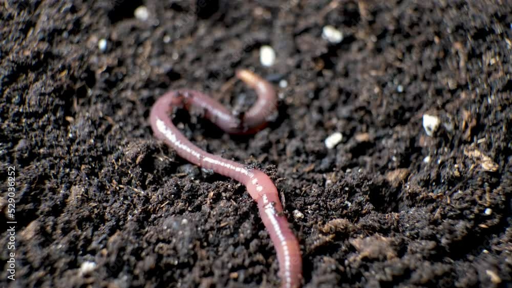A large beautiful earthworm crawls on the black ground close-up. A large beautiful earthworm crawls on the black ground close-up.